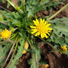 Image result for Taraxacum