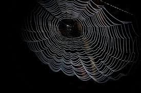 Birds in the trap sing mcknight (4k wallpaper). Spiderweb Hd Wallpapers Backgrounds