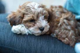 Havapoo puppies are an intelligent, friendly, and outgoing breed and therefore easily trainable. Havapoo Care Guide Meet The Havanese Poodle Mix Perfect Dog Breeds