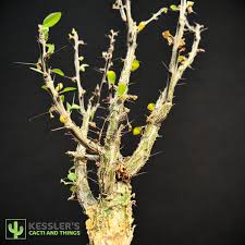 Image result for Fouquieria