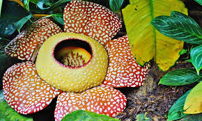 The rare yellow and purple lady slippers is also one of the expensive flowers in the world. World S Top 10 Most Rarest Flower You Never Seen Before