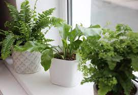 Maybe you would like to learn more about one of these? Fern Varieties 20 Types Of Indoors Outdoors Ferns With Pictures