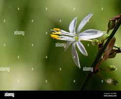 Image result for Chlorophytum sparsiflorum