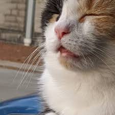 Image result for kitler