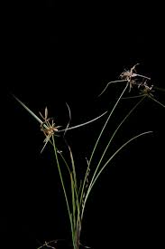 Image result for Pycreus niger