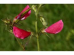 Image result for Tephrosia praecana