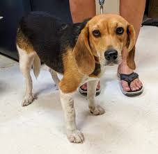 There are always people there. Adopt Pam On Petfinder Beagle Puppy Dog Breeds Beagle