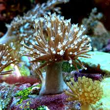Image result for Sarcophyte