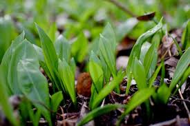 Red lily beetle is a prolific insect and can multiply up to 3 generations per year. Wild Garlic How To Find Identify And Enjoy It Vegan On Board