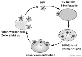 Möchtest du dich auf hiv testen lassen, ist es wichtig, das diagnostische zeitfenster. Info 3 Viren Offenes Lernen