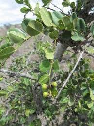 Image result for Scutia myrtina