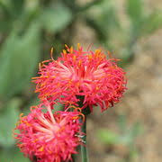 Image result for Kleinia abyssinica