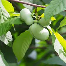This applies to the asimina triloba pawpaw, or common pawpaw, which grows from north florida all the way to canada. How To Grow Pawpaws A Native Fruit Tree Dengarden