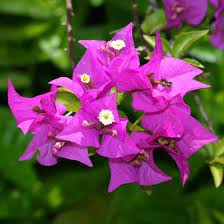 Bougainvillea Spp Bougainvillea Hawaiian Plants And Tropical Flowers Hawaiian Plants Annual Plants Hawaiian Flowers