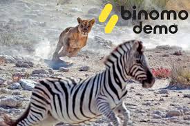 Zebra strategies, new york, new york. Pelajaran Berharga Untuk Dipelajari Dari Lions Demo Binomo