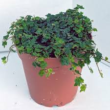Image result for Ficus persicifolia