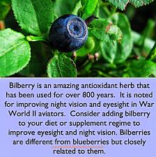 Bilberry Herb Herbs Eye Sight Improvement Health And Nutrition