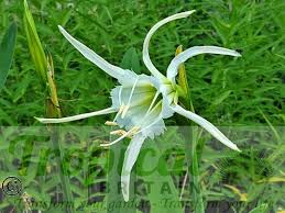 Image result for Ismene narcissiflora