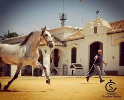 Maybe you would like to learn more about one of these? Yeguada Guardilla Fantoni Cortijo El Pinganillo Yeguada Caballos Belleza