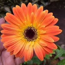 Jual Tanaman Gerbera Orange Bibitbunga Com
