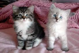Both cherokee and bohemma were imported from reputable breeders in europe. New Blog 1 Siberian Cats For Adoption Siberian Kittens Siberian Cat Cat Adoption