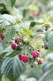 Himbeeren sind ein beliebtes naschobst im nutzgarten. Himbeeren Anbauen Pflanzen Pflegen Ernten Freudengarten