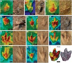 Image result for Tridactyle virginea