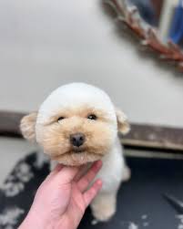 Groomer Pro Pet (@groomerpropet) • Instagram photos and videos