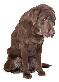 What Is Muscle Atrophy Hydropaws