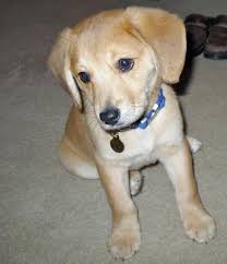 Jun 09, 2019 · chihuahua mix breed dogs—is a chi mix right for you? The Beagle Lab Mix A K A Beagador Fun Playful With A Mind Of Its Own Animalso