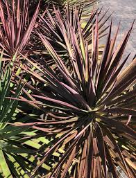 Image result for Yucca
