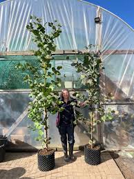 Image result for Aeollanthus neglectus