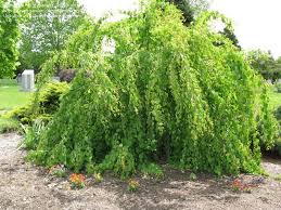 Plantfiles Pictures Weeping Katsura Tree Cercidiphyllum Japonicum F Pendulum By Equilibrium Oregon Garden Chicago Botanic Garden Spring Grove Cemetery