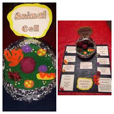 Three animal cells and two plant cells. Jacob S 7th Grade Animal Cell Science Project Cells Project Science Projects Animal Cell