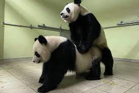 We did not find results for: Bebe S Panda S Pour 2020 Beauval Actus
