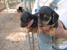 We use akc reunite chips. Ckc Mini Dachshund Puppies Price 250 00 For Sale In Jasper Alabama Best Pets Online