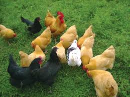 Image result for ufugaji kuku wa kienyeji