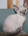 Devon Rex Kittens for Sale - Adoptapet