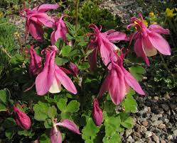 Image result for Aquilegia flabellata ministar