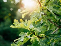 Check out the best stock market forecasts and trading ideas — malaysia. Fig Farm Mutiara Figs