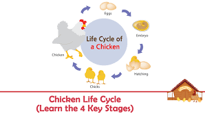 Along the way, you discover the reproductive ins and outs of chickens. A Chickens Life Cycle The Complete Guide To A Chicken S Life