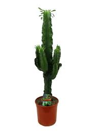 Plant sometimes confused with other large candelabrum euphorbias, of which there are many. Euphorbia Ingens Candelabra Tree Cowboy Cactus Urban Plant Life