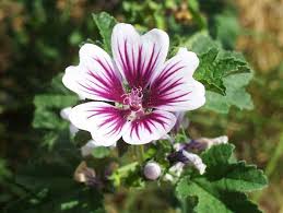 Arnica montana, una dintre cele mai benefice plante din punct de vedere medicinal, aduce venituri suplimentare pentru locuitorii catunului ghetari, din muntii apuseni aici a fost dezvoltata a mica afacere care are clienti exclusiv din germania. FÄƒrÄƒ Categorie Naturepictures2014