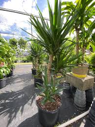 Image result for Yucca gigantea