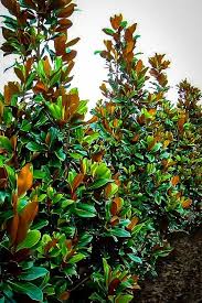 Perfect for large tubs or as a garden specimen. Plant Of The Week Southern Magnolia Here S Some Small Versions Of A Big Tree Experts Corner Coastalpoint Com