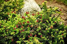 Tiny bright red cones in the spring on lime green new growth tips crown this dwarf norway the flowering spruce! Pusch Dwarf Norway Spruce Cutest Conifer Ever