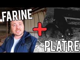 Farine Platre Est Ce Vraiment Efficace Contre Les Rats Youtube