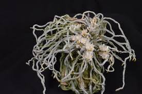 Image result for Microcoelia koehleri