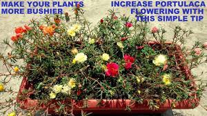 Check spelling or type a new query. Increase Your Portulaca Moss Rose Flowers With This Simple Trick Youtube