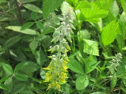 Image result for Crotalaria torrei